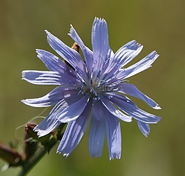 花,野草,廠