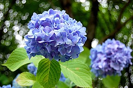 自然,植物,葉