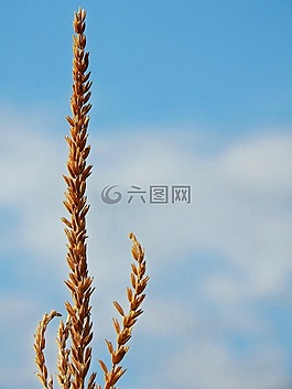 玉米,mais模仿,耳