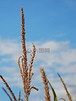 玉米,mais模仿,耳