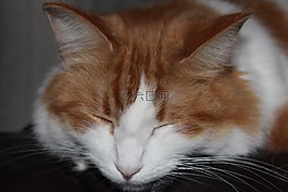 貓,睡眠,貓的