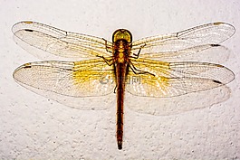 蜻蜓,昆蟲,動物