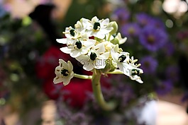 花,自然,植物區(qū)系