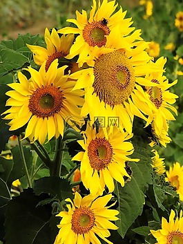 花,太陽(yáng)花,黃色
