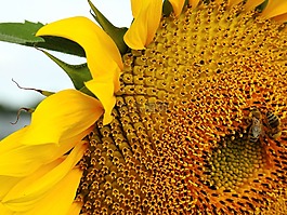 花,太陽花,黃色