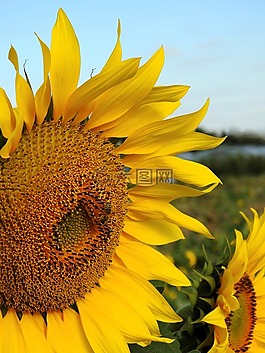 花,太陽(yáng)花,黃色