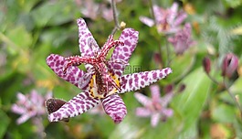開花,紫色的小花,蘭花