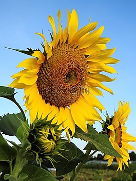 花,太陽花,黃色