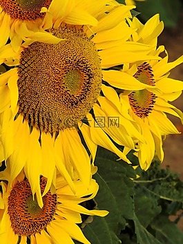 花,太陽花,黃色