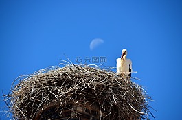 鸛,鳥巢,鳥