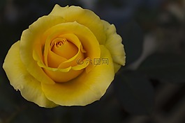 玫瑰,花,布卢姆