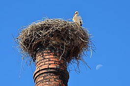 鸛,鳥巢,鳥