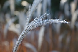 自然,露水,上午