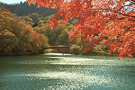 秋季,木材,自然