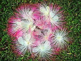 花,草,自然