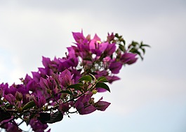 九重葛,開花,粉紅色