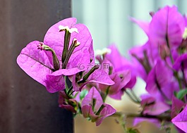 九重葛,小花,腳踏板