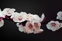 鮮花,紫色,開花