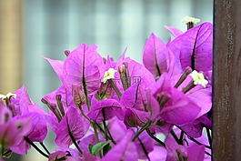 九重葛,開花,粉紅色