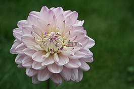 花,草地,綠色
