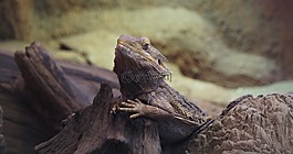豹紋壁虎,動(dòng)物園,動(dòng)物