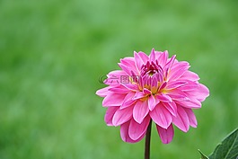 花,粉紅色,性質(zhì)