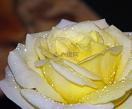 玫瑰,黃色,花