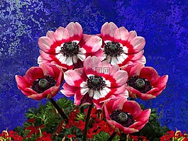 罂粟,mohngewaechs,罂粟花