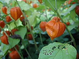中國彩燈,種子 pod,秋