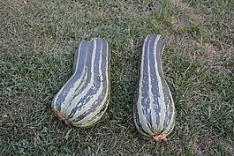 花園,蔬菜,夏南瓜