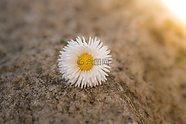 雛菊,花,指出花
