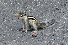 印度棕榈松鼠,funambulus palmarum,三条纹松鼠掌