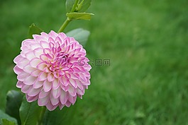 花,草地,花園