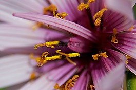 花,特寫,植物區(qū)系