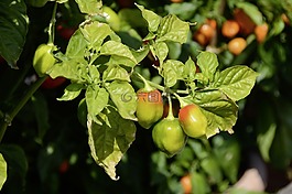 辣椒,胡椒,廠