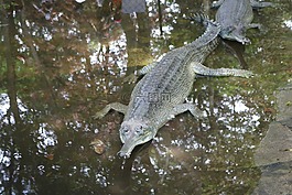 鱷魚,水,自然
