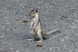 印度棕榈松鼠,funambulus palmarum,三条纹松鼠掌