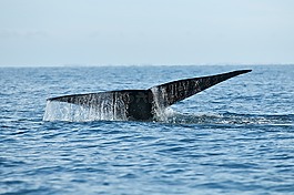 鯨魚,野生動物,海