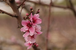 鮮花,杏仁,樹