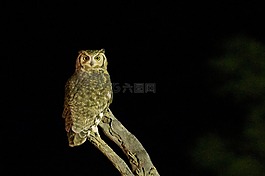 貓頭鷹,鳥,野生動物
