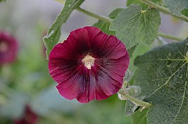 花,蜀葵,性质