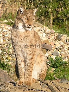 貓,動物,動物園