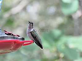 鳥,野生動物,蜂鳥