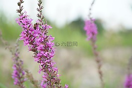 花,廠,紫