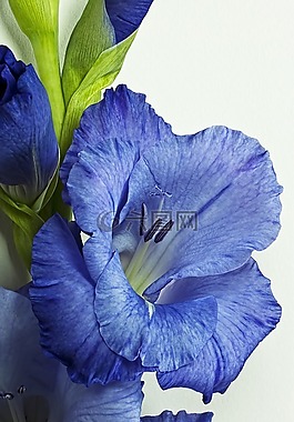 唐菖蒲,紫色,花卉
