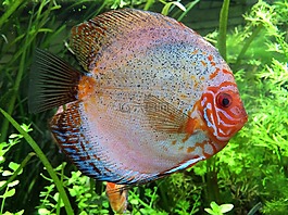 鐵餅魚,cichlid,水族館