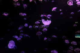 紫色,海灘,水
