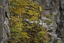 山,懸崖,moss