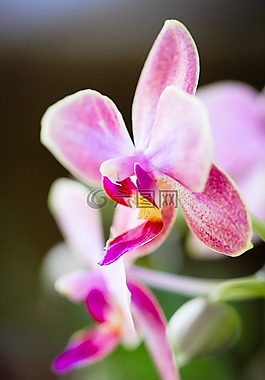 蘭花,花,自然