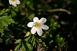 木?？?花,開花
